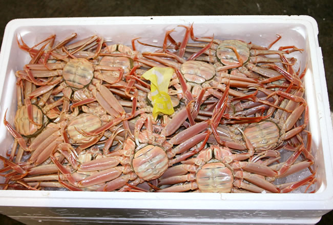 セコガニ（親ガニ） 姿 足1～2本なし （小～大）（生またはボイル） | 魚倉
