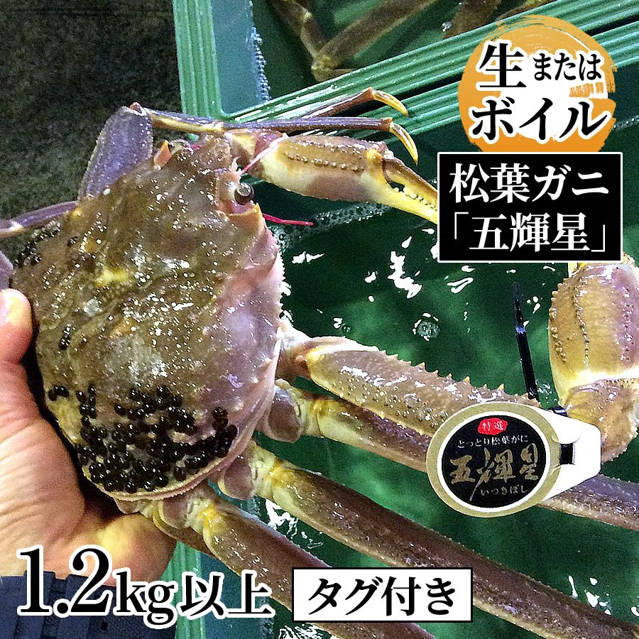 最高級 松葉ガニ『五輝星』 姿1.2kg以上（生またはボイル） | 魚倉