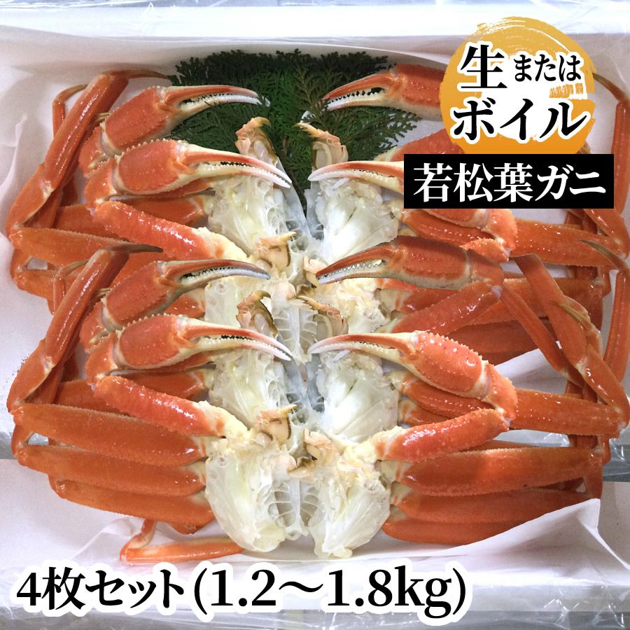 訳あり 若松葉ガニ4枚セット（ボイル前1.2～1.8kg）（生またはボイル