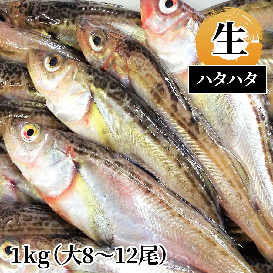 ハタハタ 生1kg（大8～12尾） | 魚倉