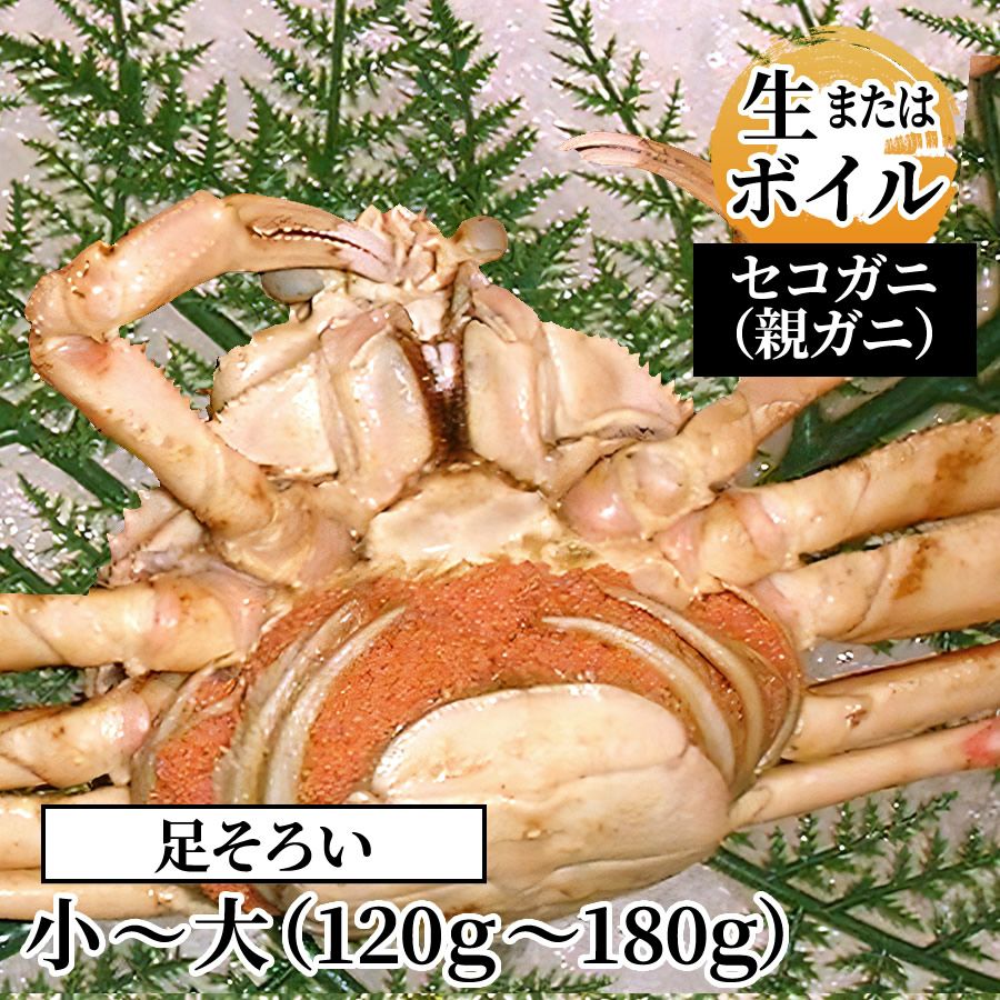 セコガニ（親ガニ） 姿 （小～大）（生またはボイル）